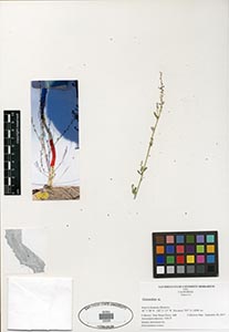 Herbarium Sheet of 